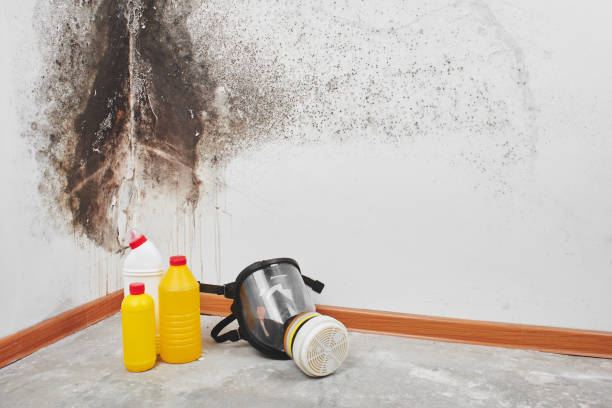 Best Bathroom Mold Remediation in Riverton, UT