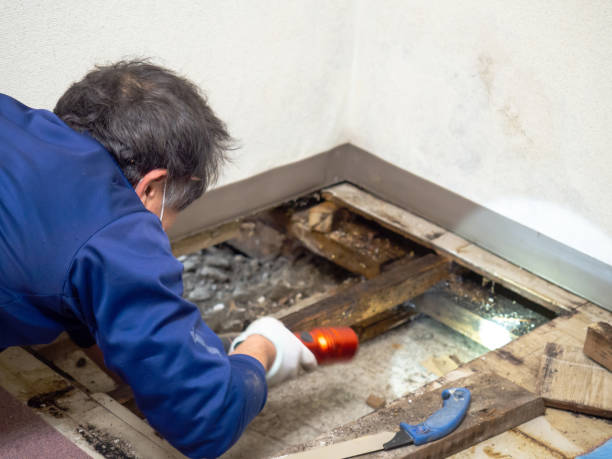 Best Health and Safety Mold Remediation in Riverton, UT