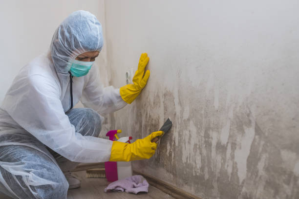 Best HVAC Mold Remediation in Riverton, UT