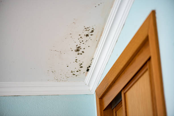 Best Commercial Mold Remediation in Riverton, UT