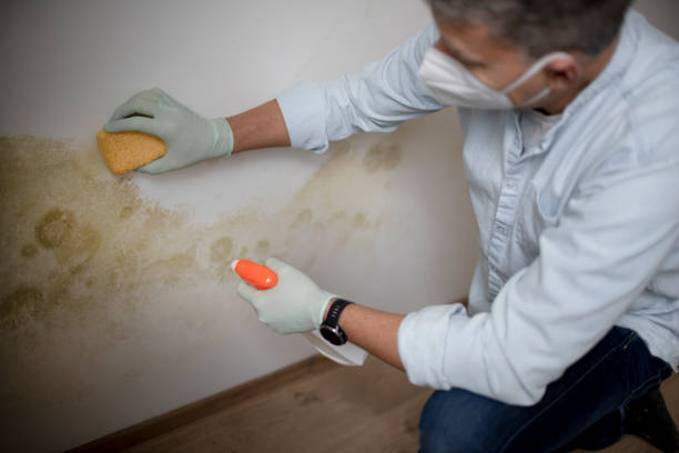 Best DIY Mold Remediation Support Services in Riverton, UT