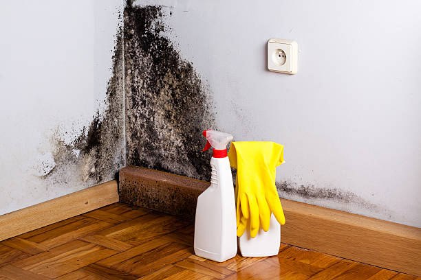 Best Black Mold Remediation in Riverton, UT