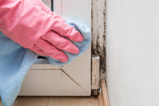 Professional Mold Remediation in Riverton, UT